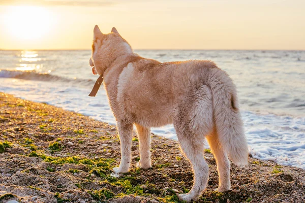 Husky Hund am Strand — Stockfoto