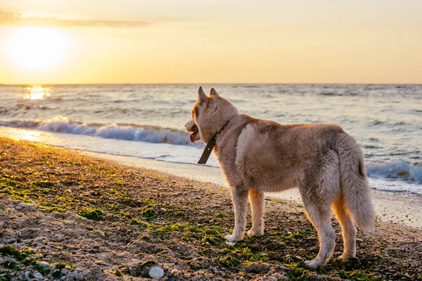 Husky cane sulla spiaggia — Foto Stock