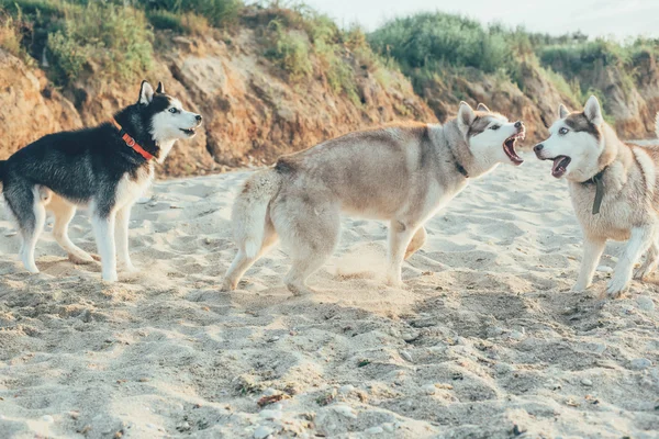 Hunde spielen am Strand — Stockfoto