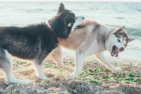 Dogs playing on beach — Stock Photo, Image
