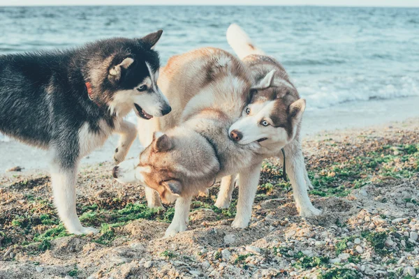 Hunde spielen am Strand — Stockfoto