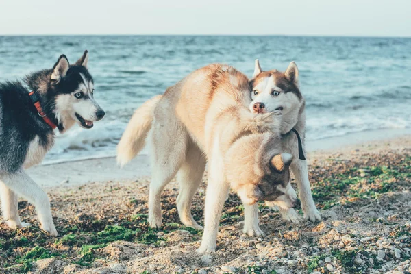 สุนัขเล่นบนชายหาด — ภาพถ่ายสต็อก
