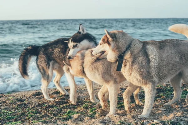 在海滩上玩的狗 — 图库照片