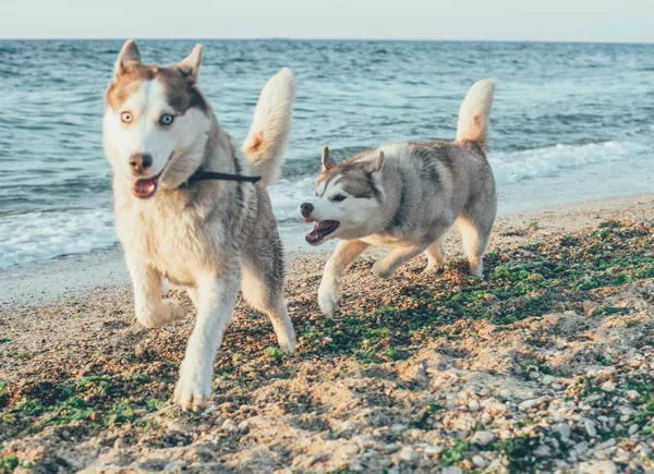 Hunde spielen am Strand — Stockfoto