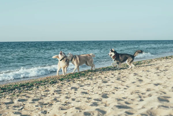 Cães brincando na praia — Fotografia de Stock