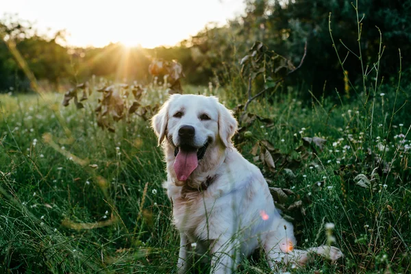 Labrador retriever cão — Fotografia de Stock