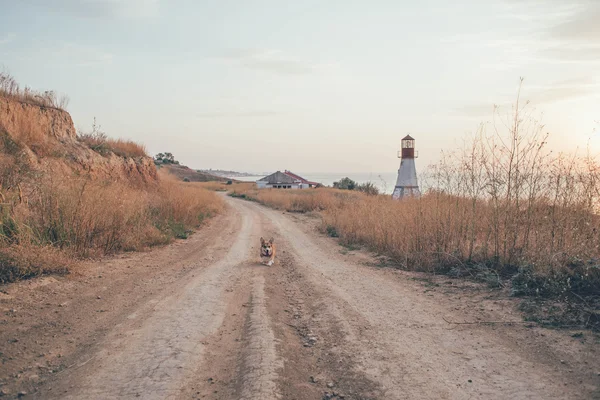 Perro corgi galés paseando por la playa — Foto de Stock