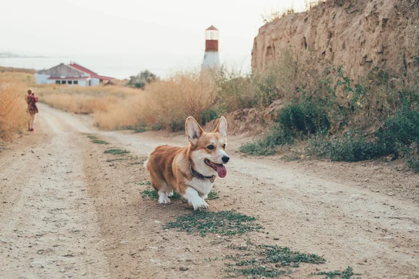 Ουαλλέζικο corgi Σκυλού πάνω στη θάλασσα — Φωτογραφία Αρχείου