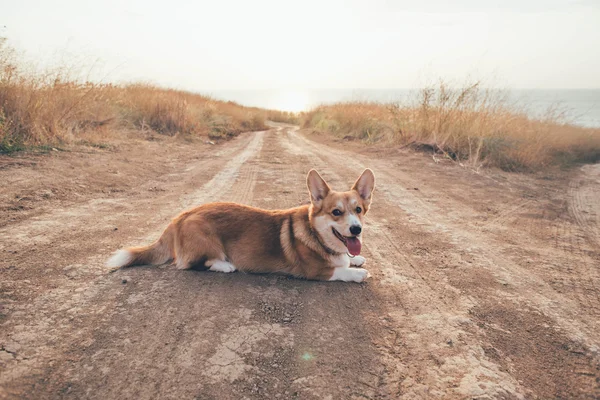 Welsh corgi dog walking on the seaside — Stock Photo, Image