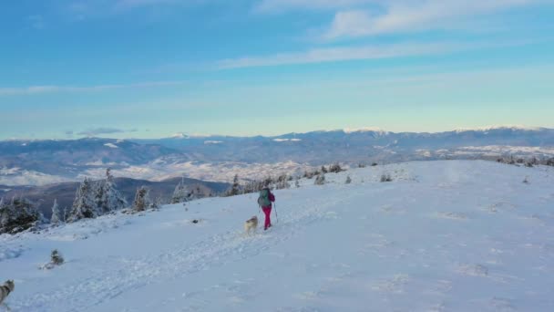 Широкая Панорамная Фотография Женщины Путешествующей Двумя Сибирскими Хаски Собаками Холодной — стоковое видео