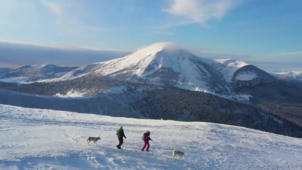 美しい雪の山の中で2人のハイカーの4K空中ショット 冬には2匹のシベリアのハスキー犬が山をハイキングします 遠隔地への旅のコンセプト — ストック動画