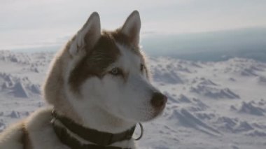 Sibirya köpeğinin soğuk karlı dağlarda oturup güzel manzaraya bakarken 4km 'lik yakın çekimi. Mutlu köpek. Evcil hayvan konseptiyle seyahat