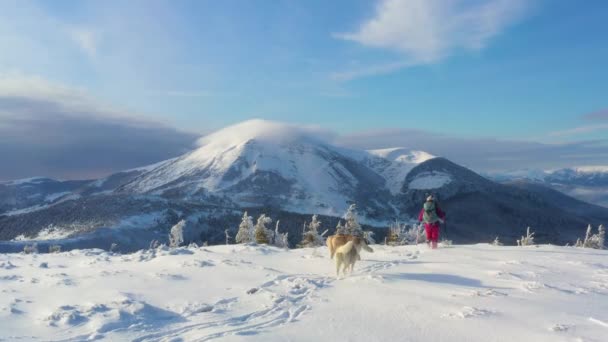 Szerokie Panoramiczne Ujęcie Kobiety Wędrującej Dwoma Syberyjskimi Psami Husky Zimnej — Wideo stockowe