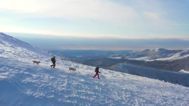 Аэрофотоснимок Двух Туристов Красивых Снежных Горах Пара Двумя Сибирскими Хаски — стоковое видео