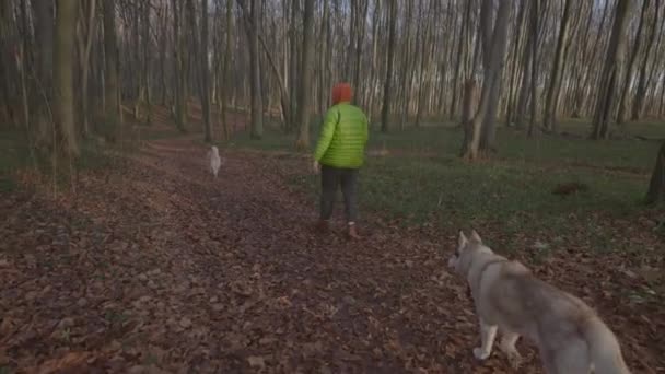 Handheld Zeitlupenaufnahme Eines Mannes Der Mit Zwei Sibirischen Huskyhunden Kalten — Stockvideo