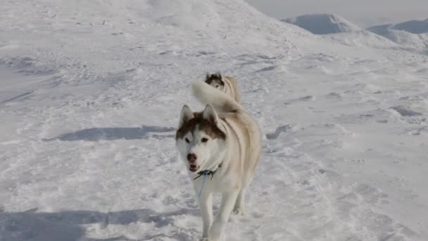 Ευρύ Αργή Κίνηση Shot Των Δύο Σιβεριανών Husky Σκυλιά Τρέχει — Αρχείο Βίντεο