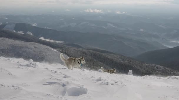Ευρύ Αργή Κίνηση Shot Των Δύο Σιβεριανών Husky Σκυλιά Τρέχει — Αρχείο Βίντεο