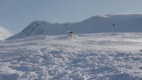 Slow Motion Skott Röd Och Vit Fluffig Sibirisk Husky Hund — Stockvideo