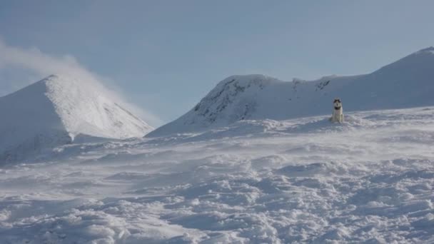 Slow Motion Skott Röd Och Vit Fluffig Sibirisk Husky Hund — Stockvideo