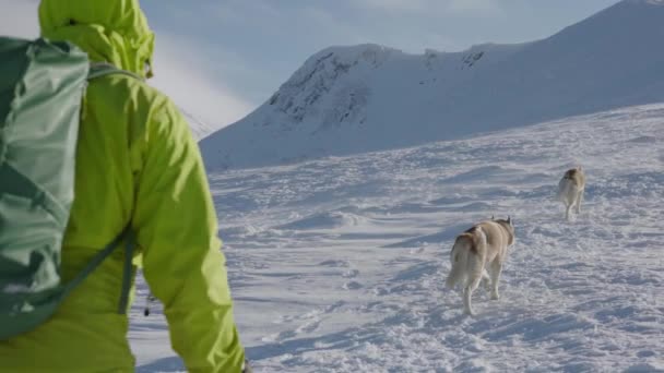 Shot Van Mens Wandelen Besneeuwde Winterbergen Met Twee Siberische Husky — Stockvideo