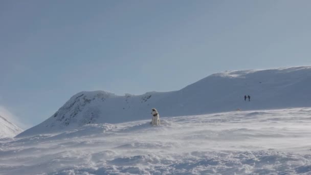 Rallentatore Colpo Rosso Bianco Soffice Siberiano Husky Cane Esecuzione Libera — Video Stock