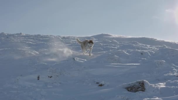 Yavaş Çekim Kırmızı Beyaz Tüylü Sibirya Köpeğinin Soğuk Karlı Dağlarda — Stok video