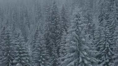 Güzel kış dağ manzarasının havadan 4K görüntüsü. Drone kar kaplı çam ormanının üzerinden geçiyor. Soğuk kış konsepti.