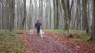 Adamın soğuk sonbahar ormanlarında iki Sibirya köpeğiyle yürürken 4k ağır çekim.
