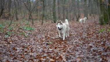 Ormanda yürüyen sevimli ve tüylü Sibirya köpeğinin el kameralı 4K yavaş çekimi.