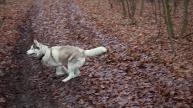 Ormanda yürüyen sevimli ve tüylü Sibirya köpeğinin el kameralı 4K yavaş çekimi.