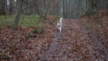 Ormanda yürüyen sevimli ve tüylü Sibirya köpeğinin el kameralı 4K yavaş çekimi.