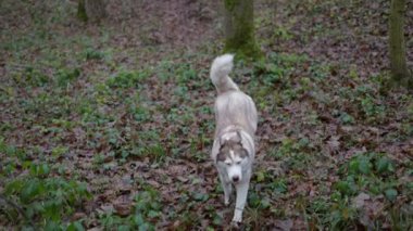 Ormanda yürüyen sevimli ve tüylü Sibirya köpeğinin el kameralı 4K yavaş çekimi.