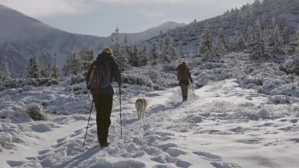 Zwei Wanderer Den Schneebedeckten Bergen Paar Mit Zwei Sibirischen Huskyhunden — Stockvideo