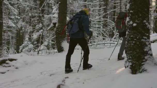 Escursionisti Coppia Montagne Innevate Escursioni Coppia Nella Foresta Invernale — Video Stock