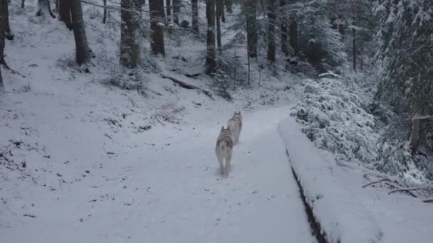 Ampio Scatto Rallentatore Due Cani Husky Siberiani Che Corrono Liberi — Video Stock