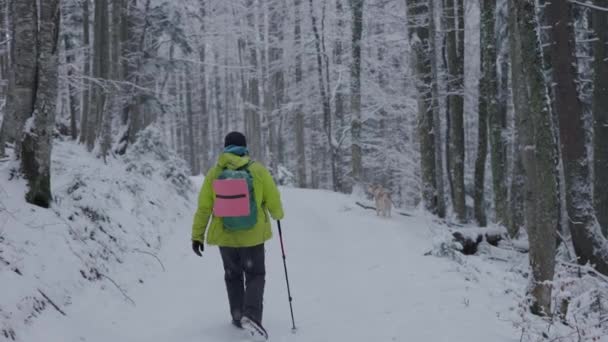 Záběr Člověka Turistika Zasněžených Zimních Horách Dvěma Sibiřskými Husky Psy — Stock video