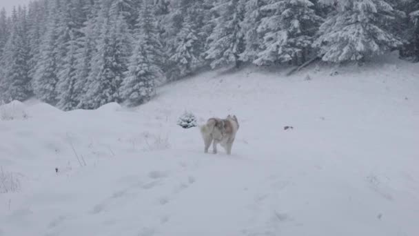 Slow Motion Shot Van Rode Witte Pluizige Siberische Husky Hond — Stockvideo