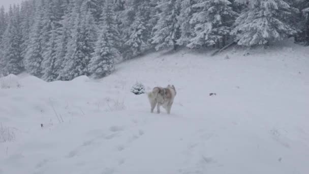 Toma Cámara Lenta Perro Husky Siberiano Esponjoso Rojo Blanco Corriendo — Vídeos de Stock