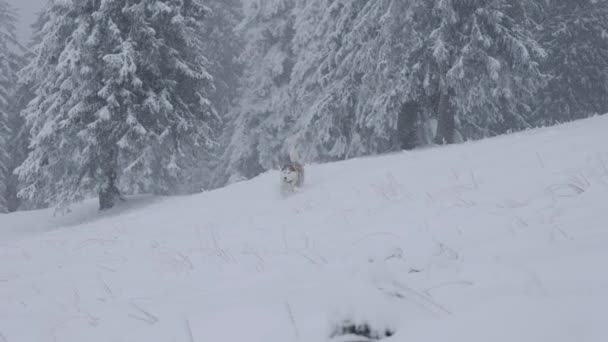 Slow Motion Shot Czerwono Białego Puszystego Syberyjskiego Husky Psa Biegającego — Wideo stockowe