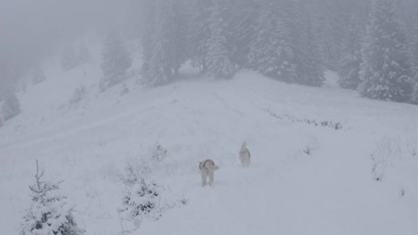 Ampio Scatto Rallentatore Due Cani Husky Siberiani Che Corrono Liberi — Video Stock