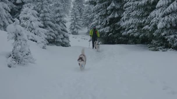 Снимок Человека Путешествующего Снежных Зимних Горах Двумя Сибирскими Собаками Хаски — стоковое видео