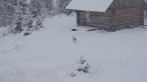 Slow Motion Shot Czerwono Białego Puszystego Syberyjskiego Husky Psa Biegającego — Wideo stockowe