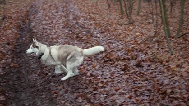 Карманный Снимок Милой Пушистой Собаки Сибирского Хаски Гуляющей Лесу — стоковое видео