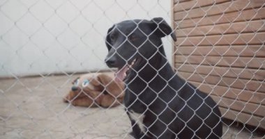 Şirin ve dost canlısı bir köpek portresi. Melez köpek, köpek barınağında evlat edinilmeyi bekliyor.
