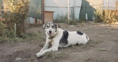Şirin ve dost canlısı bir köpek portresi. Melez köpek, köpek barınağında evlat edinilmeyi bekliyor.