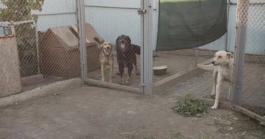 Orta boy köpek barınağı. Güzel ve dost canlısı köpekler evlat edinilmeyi bekliyor. Serseri hayvan konseptine yardım etmek