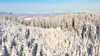 Güzel kış dağ manzarasının havadan 4K görüntüsü. Drone kar kaplı çam ormanının üzerinden geçiyor. Soğuk kış konsepti.