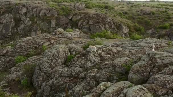 Aerial View Two Siberian Husky Dogs Beautiful Canyon Landscape — Stock Video