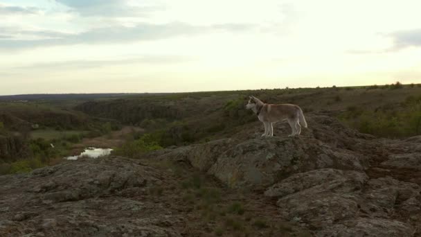 Εναέρια Άποψη Των Δύο Σιβεριανών Husky Σκυλιά Στο Όμορφο Τοπίο — Αρχείο Βίντεο