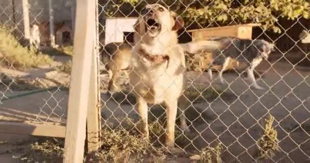 Mittlere Aufnahme Vom Tierheim Nette Und Freundliche Hunde Warten Auf — Stockvideo